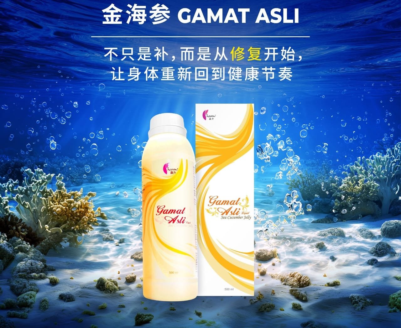 金海参 Gamat Asli